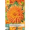 Jub Holland Dahlia ludwig helfert - 1 PZ