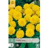 Jub Holland Dahlia sisa - 1 PZ