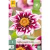 Jub Holland Dahlia liquid desire - 1 PZ