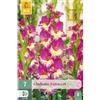 Jub Holland Gladiolus extravert - 7 PZ