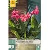 Jub Holland Canna shining pink - 1 PZ