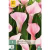 Jub Holland Zantedeschia strawberry blush - 1 PZ