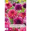 Jub Holland Dahlia purple summer - 1 PZ