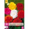 Jub Holland Begonia dubbel / double mix - 10 PZ