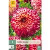 Jub Holland Dahlia aiyana - 1 PZ