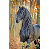DCIDBEI Square Diamond Painting Pietre Quadrate Cavallo Nero 40x50cm Quadri con Cavalli Diamond Paint Cavalli Puzzle Perline Cavallo Diamond Painting Paesaggio Dautunno Paesaggi Foresta