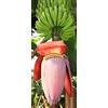 tropical-seeds Musa balbisiana gigantea - banana frutta giapponese - 10 semi -