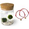 KAKI La Felicità è Nelle Piccole Cose Marimo Original Leggenda coppia (fondale bianco) + Braccialetti Filo Rosso del Destino (coppia ORO, Idee regalo San Valentino