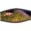 BEST DIVERS Cinturino in neoprene 2 clown fish