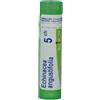 ECHINACEA ANGUST 5CH GR - 800108627 - igiene-e-salute