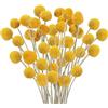 Minnhua 30PCS Bouquet di Fiori Secchi Naturali Fiori Secchi di Craspedia Secchi Billy Button Palline Bouquet Floreale Fiori Secchi Decorativi per Matrimonio Bouquet di Fiori Decorazioni Boho