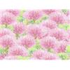 HUADADA 500 puzzle per adulti, classici puzzle di fiori di ciliegio per tutta la famiglia per donne regali per uomini (senza aree divise sul retro)