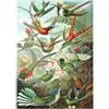 MyPuzzle.com MyPuzzle Colibrì E Trochilidi (colibrì), Poster D'epoca, Ernst Haeckel - Premium 500 Pezzi Puzzle - MyPuzzle Collezione speciale di Havana Puzzle Company
