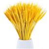 DabbOo 100 PCS Steli Spighe di Grano Naturali Fiori Secchi per Decorazione Fiori Artificiali 45 cm Fiori di Grano Essiccati Adatto per la Decorazione del Caminetto, Della Tavola e Altro Ancora