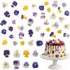 Cisolen Fiori decorativi di violetta essiccati naturalmente, 40 pezzi 8 tipi Fiori commestibili per cocktail Artigianato fai da te Decorazione per cupcake e torte Produzione di candele