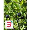 HERBOPLANET SRL TSA VACCINIUM MYRTILLUS 50 ML