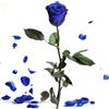 ROSEMARIE SCHULZ Heidelberg Rosa Eterna Blu - Lunga 3 Anni di Rose Vere Conservate Con Manico Lungo 30-35 cm in Scatola - Infinite Rose Durevoli per Regali da Donna Con Occhi Blu e per Vaso di Fiori