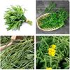 Generico Semi di Dragoncello, Artemisia Dracunculus, Erba Aromatica Officinale, 200 Semi