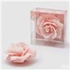 EDG Enzo De Gasperi Candela Rosa Gall. D11 (No-Perlata) 8 Pale Pink