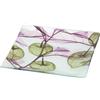 HERVIT Svuotatasche 20 Cm Alkekengi Summerland Verde
