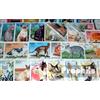 Prophila Collection Motivazioni 100 diversi Gatti Francobolli (Francobolli per i collezionisti) Gatti/grandi felini (leoni/tigri/leopardi...)
