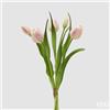 EDG Enzo De Gasperi Bouquete Tulipano Chiuso X4 H 40 Cm con Bocciolo Bianco Rosa