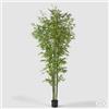 EDG Enzo De Gasperi Bamboo con Vaso H 240 cm Colore Verde