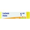boiron Lachesis mutus mk gl bo