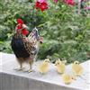 Decorazione realistica del modello di gallina, con 4 figure di pulcini da