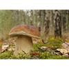 Mycelium Boletus Edulis, micelio per piantare funghi