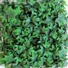 TENAX Siepe Sintetica a Pannelli per Parete Giardino Verticale, Tipo Edera, Divy 3D Panel Helix 0,50 x 1 m, componibile per Decorazione e schermatura