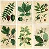 Meishe Art Poster vintage botanico piante verdi foglie pop vecchia illustrazione foglia retrò decorazione da parete 6 pezzi (20 cm x 30 cm)
