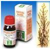 SPECCHIASOL Srl Specchiasol Verga d'Oro 26 Tintura Madre 50 ml