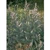 HERBOPLANET Srl TSA ARTEMISIA VULGARIS 50ML