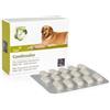 CAMON SpA CONDROSALUS ORME NAT 60CPR