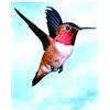 NATUR Srl COLIBRI HUMMINGBIRD ESS 30ML