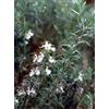 HERBOPLANET Srl MSA ROSMARINUS OFFIC 50ML