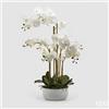 EDG Enzo De Gasperi Orchidea Phalaenopsis Real x7 con Vaso Artificiale H 84 Cm White