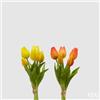 EDG Enzo De Gasperi Bouquet di 5 Tulipani Olis Ass. H 26 Cm Yellow Orange 1 Pz