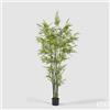 EDG Enzo De Gasperi Bamboo con Vaso H 210 cm Colore Verde