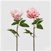 EDG Enzo De Gasperi Peonia Olis Ramo H 65 Cm Rosa Chiaro o Rosa Scuro 1Pz