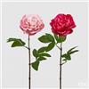 EDG Enzo De Gasperi Peonia Olis Ramo H 65 Cm Fucsia o Rosa 1Pz