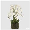 EDG Enzo De Gasperi Orchidea Phalaenopsis Real x12 con Zolla Artificiale H 90 Cm White