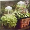 LECOSE n.2 LAMPADA LED ESTENSIBILE COLTIVAZIONE INTERNO FIORI PIANTE ON OFF AUTOMATICO