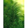 HERBOPLANET Srl TSA EQUISETUM ARVENSE 50ML