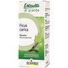Boiron Ficus Carica Boiron Macerato Glicerico 60 Ml Boiron