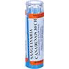 HERING Sanguinaria Canadensis 80 Granuli 30 Ch Contenitore Multidose