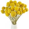 TooGet Bouquet di Fiori Secchi Naturali di Craspedia, con Bottoni Gialli, per Bouquet di Fiori, Veri e Propri Freschi Raccolti e Secchi, per Decorare la Casa, Feste, Matrimoni, Negozi