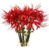 XIZHI 5 steli di fiori artificiali di giglio ragno, 50 cm, bulbi di lycoris, gigli di ragno, fiori artificiali con stelo lungo, realistici al tatto, per fotografia, hotel, giardino, decorazione