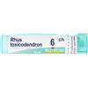 Rhus Toxicodendron*6Ch 80Gr 4G 4 g Granuli